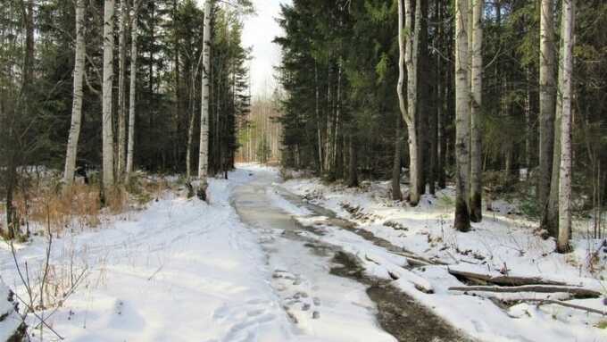 Школьника, заблудившегося в лесу под Екатеринбургом, нашли спасатели