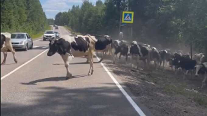 На Урале стадо коров создало опасную ситуацию на дороге