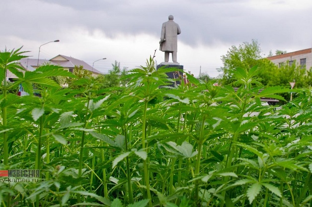 На Алтае напротив городской администрации Камня-на-Оби вырастили коноплю