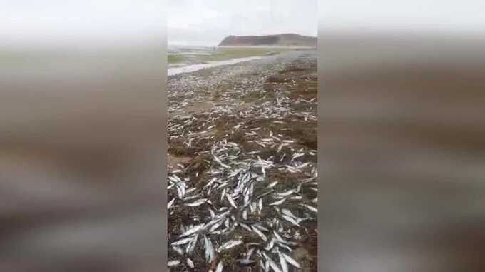 Усыпанные сельдью берега Сахалина показали на видео